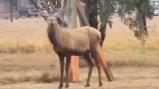 Continúa el operativo para capturar a ciervo colorado suelto en el Aeropuerto Córdoba
