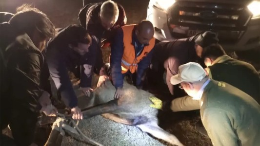 Capturaron el ciervo que apareció en la zona del Aeropuerto