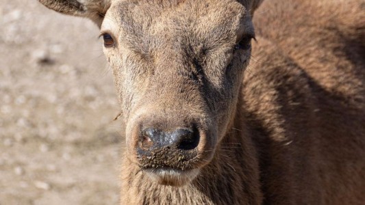 El ciervo colorado ya se encuentra en rehabilitación en la reserva Tatú Carreta