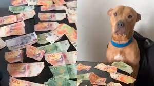 Era más barato el balanceado: dejó solo a su perro y le comió 30 mil pesos