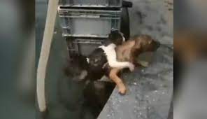 Espectacular video: un perro salvó a un gato de morir ahogado