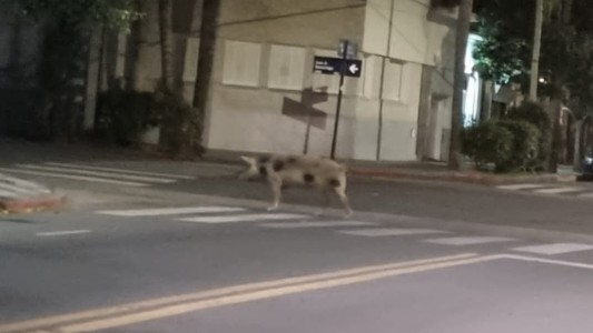 Video: una chancha embarazada estuvo suelta en barrio Alta Córdoba