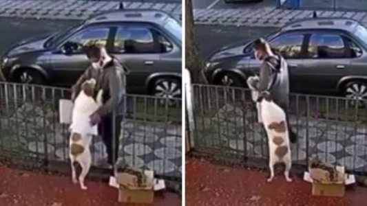 Insólito video: le robaron el suéter a un perro