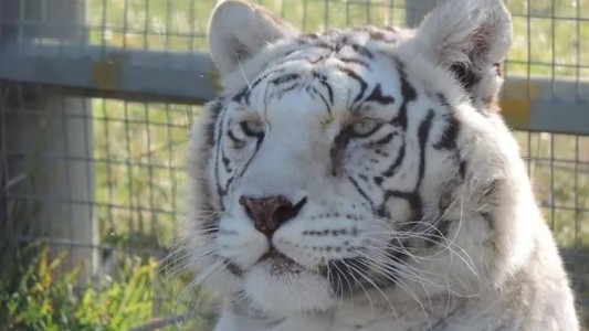 Río Negro: ingresaron a una jaula de tigres en un zoológico para robar una caja fuerte