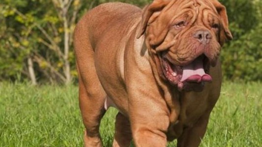 Imputan al dueño de un dogo de Burdeos que atacó a una embarazada en un country de Córdoba