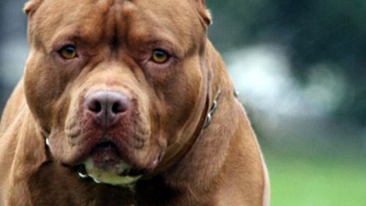 Una mujer fue ferozmente mordida por un pitbull al querer defender a su perro