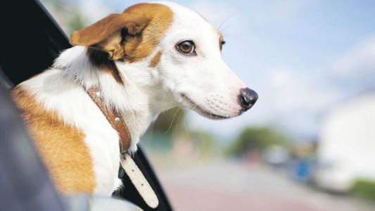 Mascotas: cómo es el nuevo sistema digital para viajar al exterior