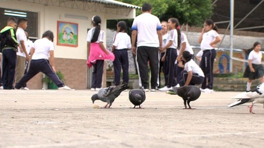 Sin clases porque un nene se contagió del piojo de palomas en un colegio de Córdoba