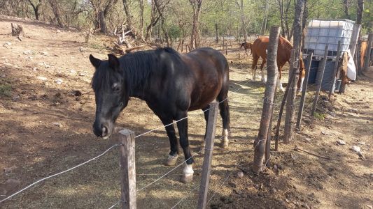 Suspendieron el festival de jineteada en Temple por la encefalomielitis equina