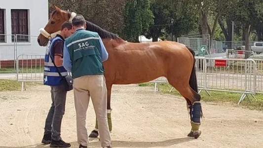 Declararon emergencia sanitaria nacional por el brote de encefalomielitis equina en Córdoba