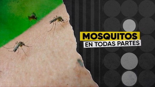 Invasión de mosquitos en la ciudad: ¿cómo se cuidan los cordobeses?