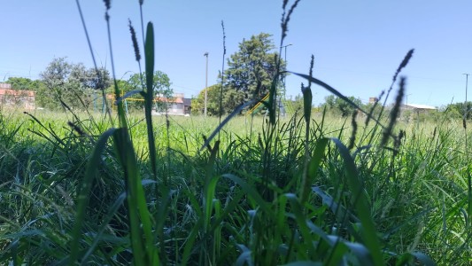 B° Los Gigantes: Con el calor y las lluvias, los yuyos ganan espacios públicos y proliferan los mosquitos