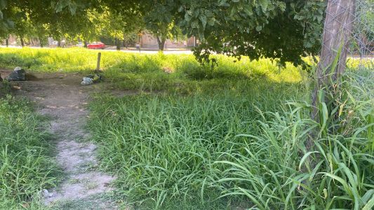 Crecen los yuyos y se acumulan mosquitos