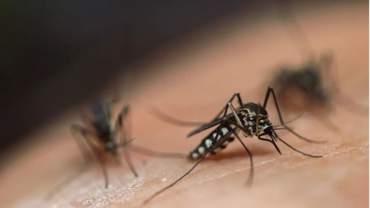 Invasión de mosquitos: operativo de fumigación contra transmisores del dengue