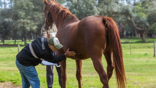 Córdoba: Se confirmaron 3 casos de encefalitis equina