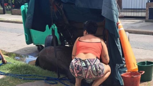 Maltrato animal: Un caballo se desplomó en plena calle en Rosario