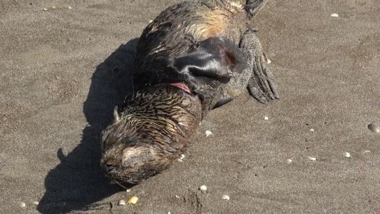 Devuelven al mar un lobo marino que había sido herido por una red de pesca en la costa