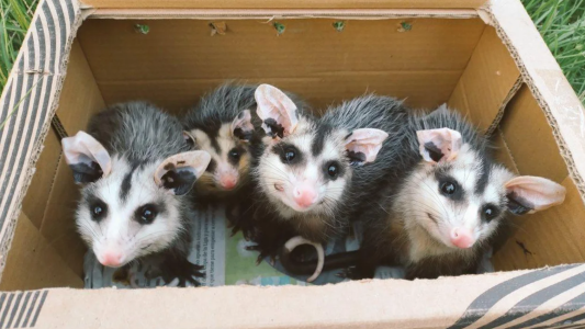 Liberaron a la famosa zarigüeya Sia tras una milagrosa recuperación