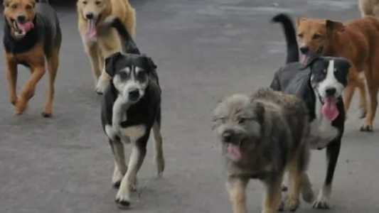 Denuncian la muerte de 100 mascotas por intoxicación con un agrotóxico en Corrientes