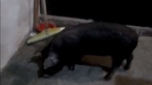 Robaron una chancha y su dueña suplica que se la devuelvan