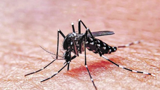 Se registra una nueva víctima fatal por dengue en la ciudad de Córdoba