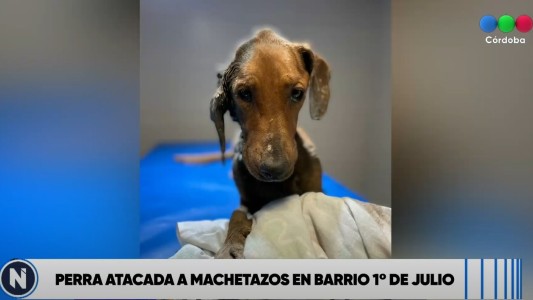 Rescataron a una perrita que había sido atacada a machetazos