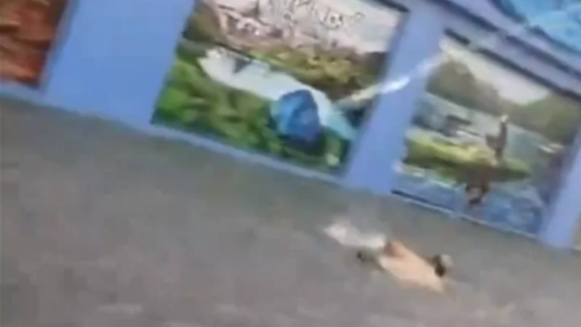 Video: en medio del temporal, un hombre que se puso a nadar en las calles inundadas de Lanús