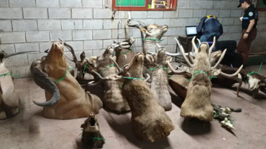 Ezeiza: secuestraron cráneos y cuerpos disecados de ciervos en un taller clandestino