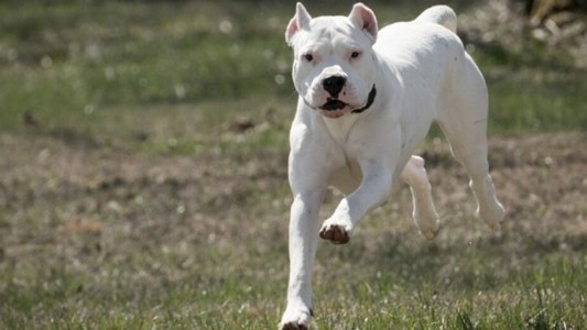 Piden llevar a juicio por homicidio al dueño de los dogos que mataron a Trinidad