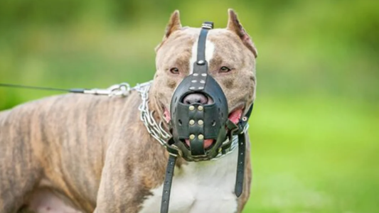 Condenaron al dueño de dos perros que atacaron a una nena