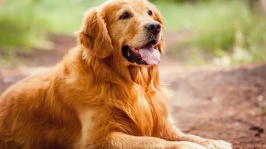 Video: una mujer llevó a faenar a su perro a una carnicería y terminó detenida