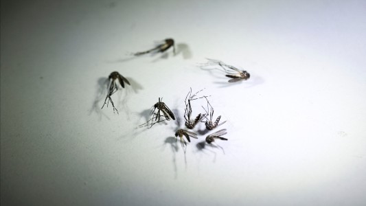 Dengue: por qué tantos casos, cuándo se van y qué pasa con la vacuna