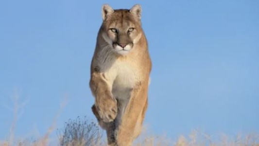 Alerta por la presencia de un puma suelto en la zona de Aeroparque