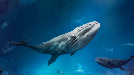 El misterio del canto de las ballenas