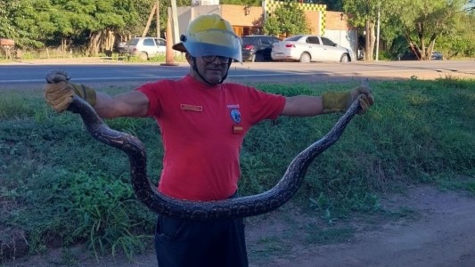 El Duar rescató una Boa Constrictora de más de dos metros