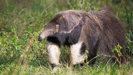 Un oso hormiguero fue visto en la región de Anzenuza
