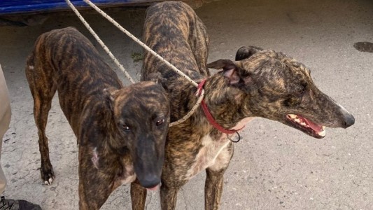 Córdoba: detenidos y secuestro de 10 galgos por presunta caza ilegal