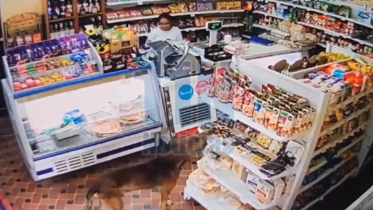 Video: Un perro se robó una pastafrola de un almacén