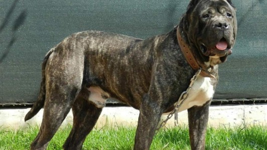 Un hombre sufrió graves heridas tras ser atacado por un perro en Alta Gracia