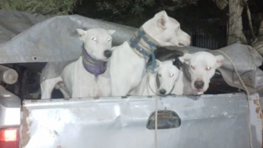 Córdoba: detenidos y cuatro perros de caza ilegal rescatados