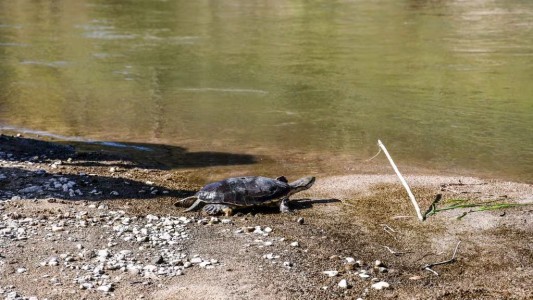 57 animales silvestres recuperados y liberados en Punilla