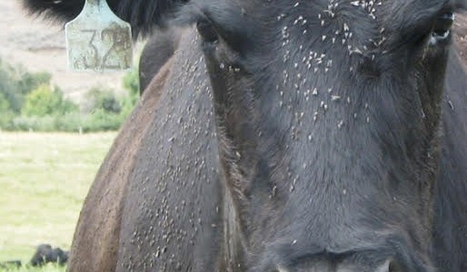 Los mosquitos continúan representando una amenaza para el ganado en el norte de Córdoba