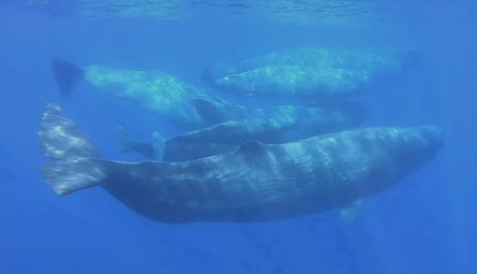 Científicos develan el "código Morse" de los cachalotes