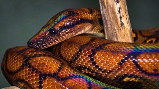 Un cordobés encontró una serpiente en peligro de extinción
