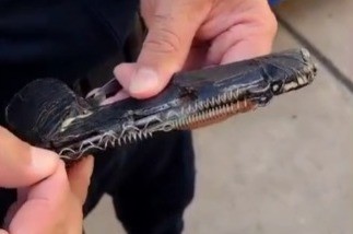 Córdoba: detuvieron a un hombre con un arma de fuego de fabricación casera