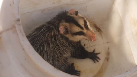 Video: insólito recate de una comadreja en una estación de servicio