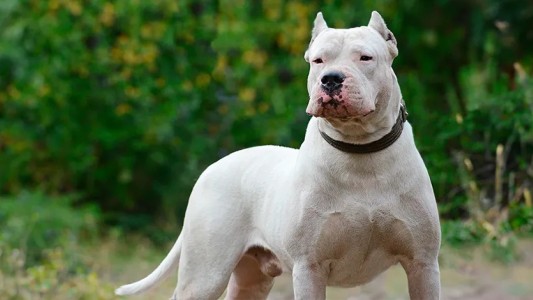 Villa Urquiza: un perro atacó a un chico de 13 años