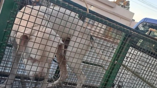Secuestraron al dogo que atacó a un chico de 13 años en barrio General Urquiza