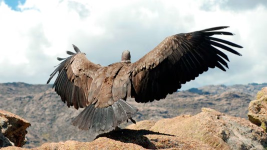 Un cóndor apareció en una casa de Córdoba y causó asombro