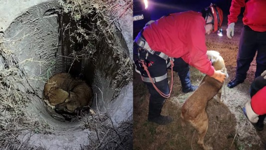 Villa Esquiú: bomberos rescataron un perro que cayó a un pozo de 2 metros de profundidad